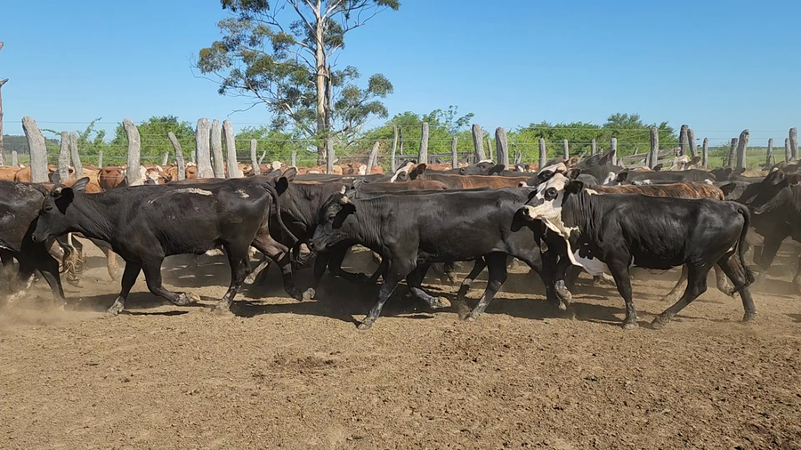 Lote 120 Terneras en Itatí, Corrientes