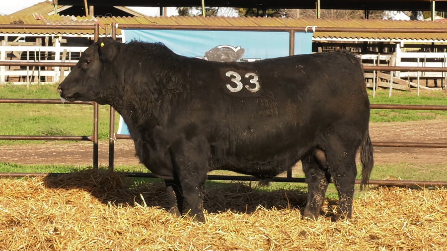 Lote TOROS ANGUS NEGROS PC