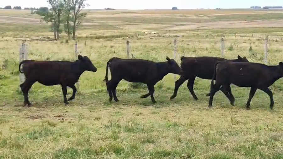 Lote 35 Terneras a remate en Pantalla Camy, San José