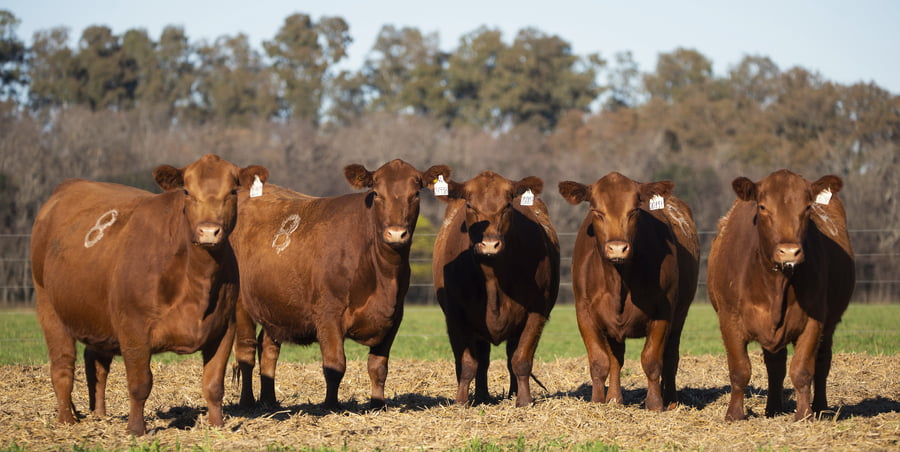 Lote VAQUILLONAS ANGUS PC PARICION PRIMAVERA