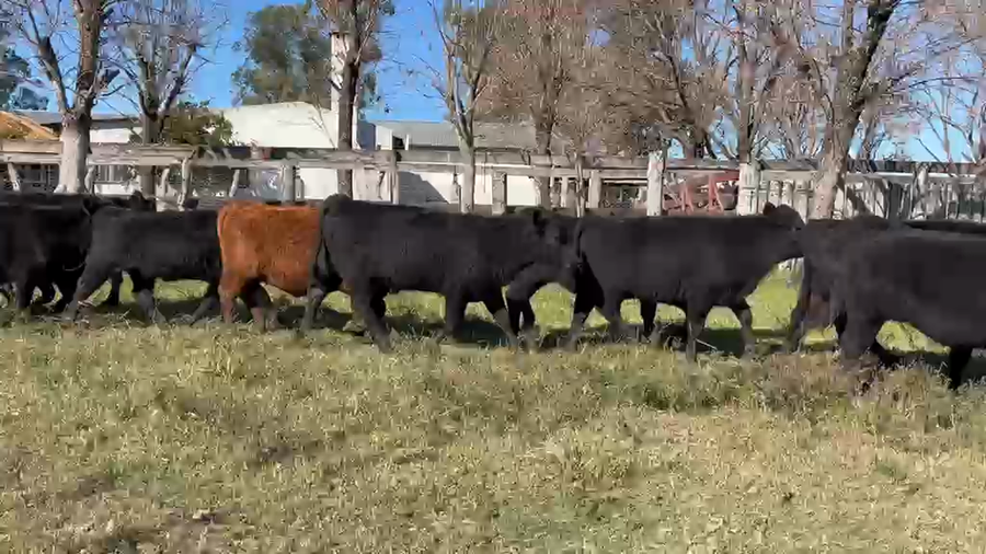 Lote 71 Terneros/as
