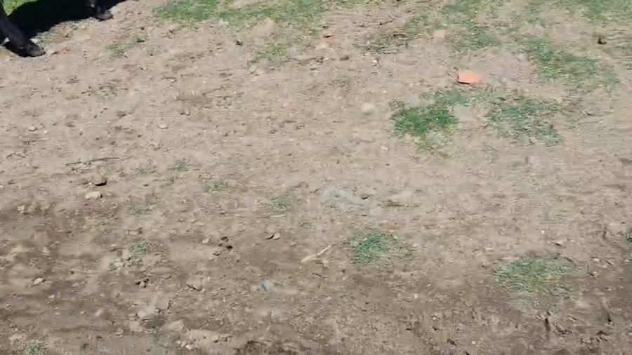 Lote 20 Terneros a remate en Pantalla Camy - Aniversario 31 Años 140kg - , San José