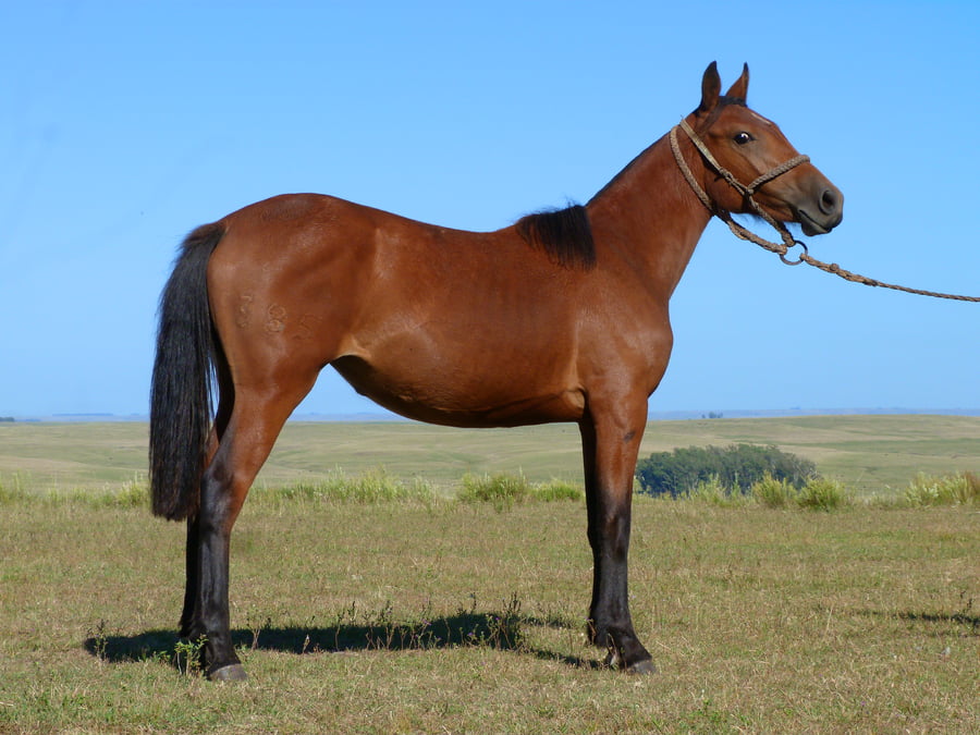 Lote Lavandina del Cerro Grande