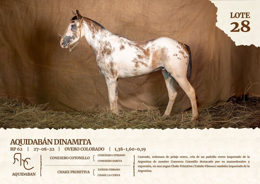 Lote AQUIDABAN DINAMITA