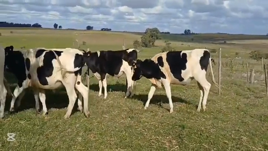 Lote NOVILLOS HOLANDO