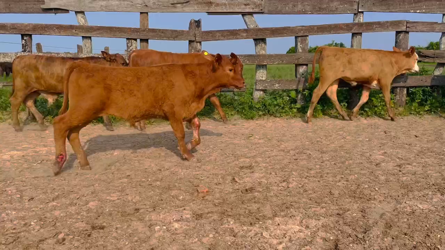 Lote 100 Terneros/as en Berón de Astrada, Corrientes