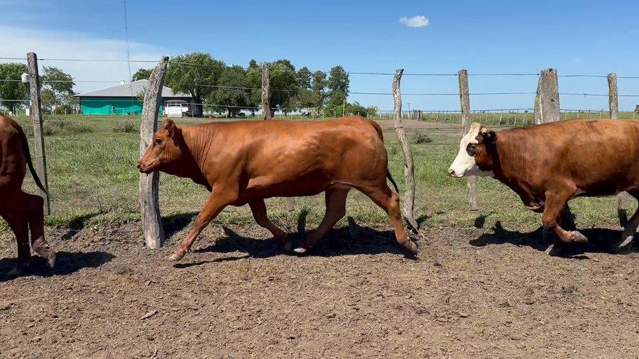 Lote 33 Vaquillonas en Entre Ríos, San Jaime