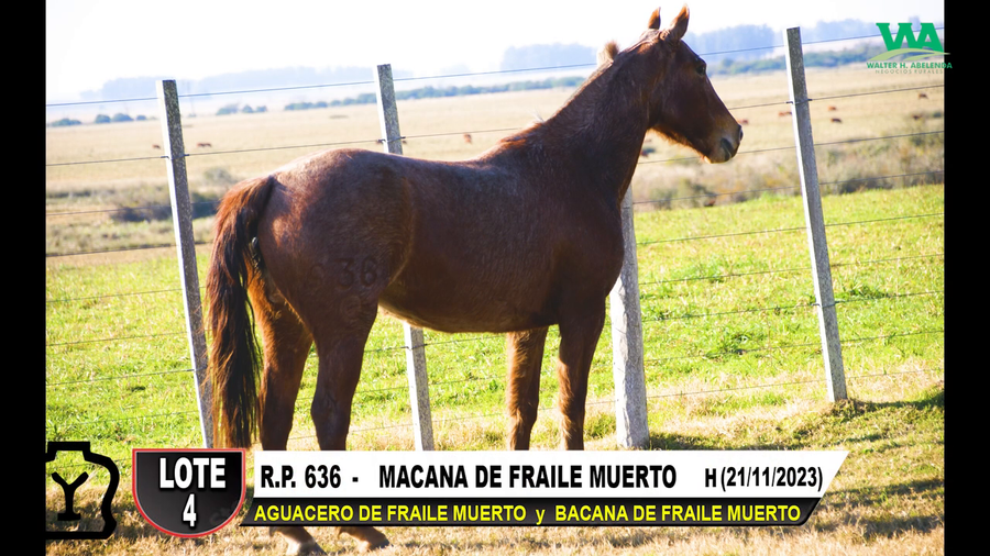 Lote MACANA DE FRAILE MUERTO