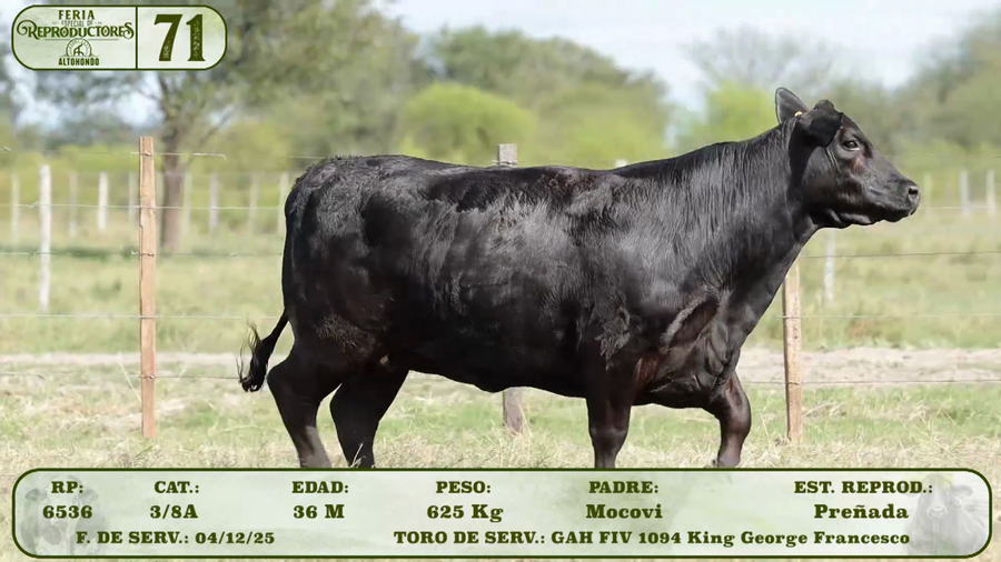 Lote LOTE 71