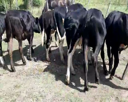 Lote 9 Novillos 1 a 2 años HOLANDO ANGUS a remate en Pantalla Camy 260kg - , San José