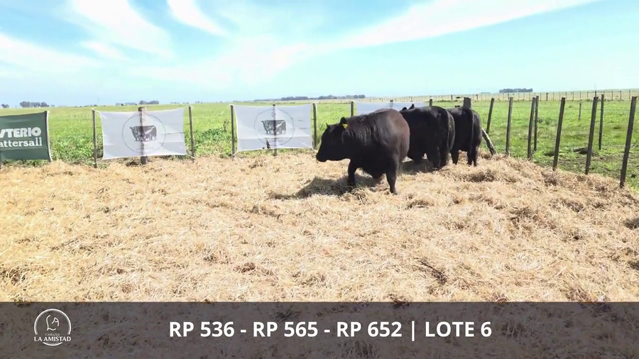 Lote TOROS PUROS POR CRUZA