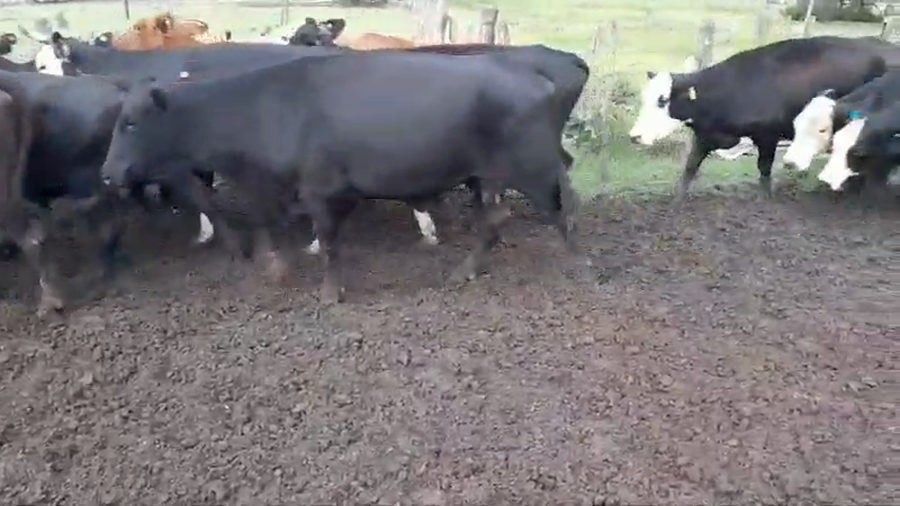 Lote 40 Vacas medio uso C/ cria en Federación, Entre Ríos