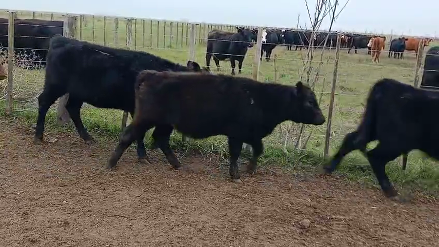 Lote 31 Terneras en Olavarria