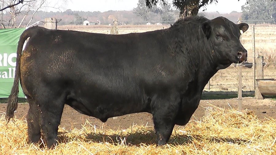 Lote TOROS PUROS POR CRUZA