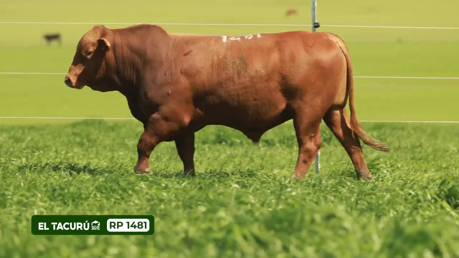 Lote Toros a remate en El Tacurú , Montevideo