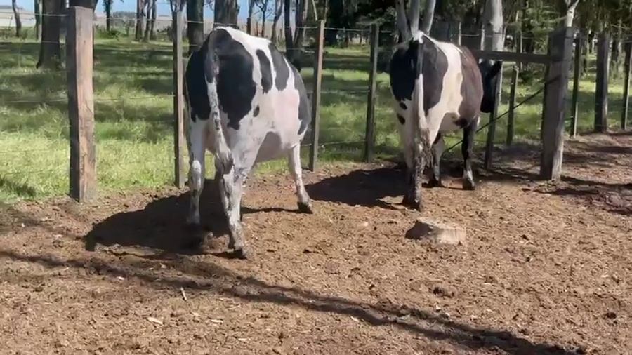 Lote 2 Vaquillonas  a remate en Pantalla Camy 480kg - , San José