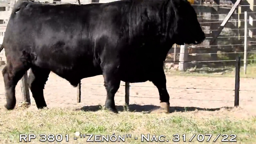 Lote TOROS PUROS DE PEDIGREE