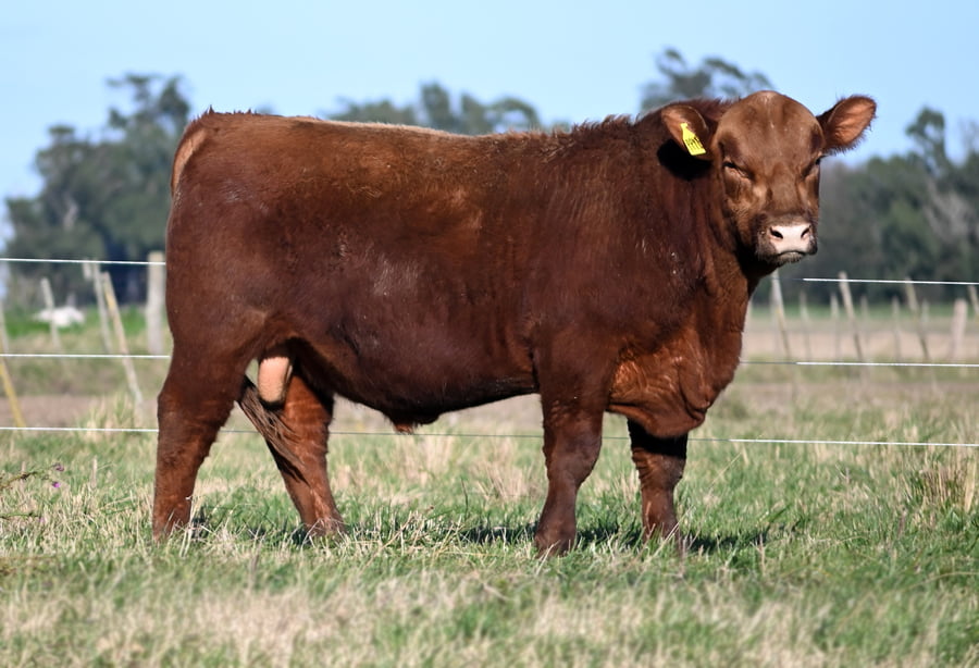 Lote TOROS PUROS DE PEDIGREE