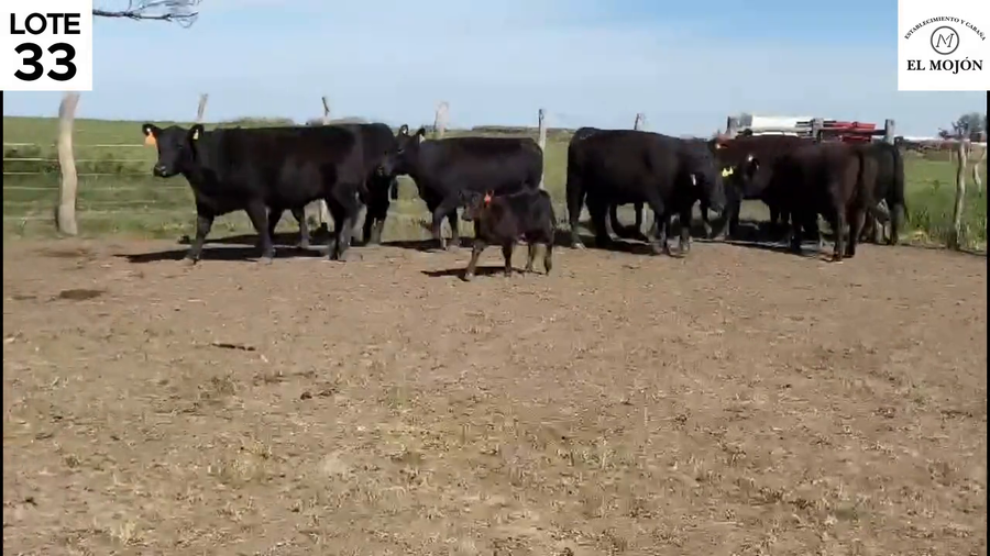 Lote "VAQUILLONAS MAS PREÑADAS DE LA CABAÑA ""EL MOJON"" DE MOHR"