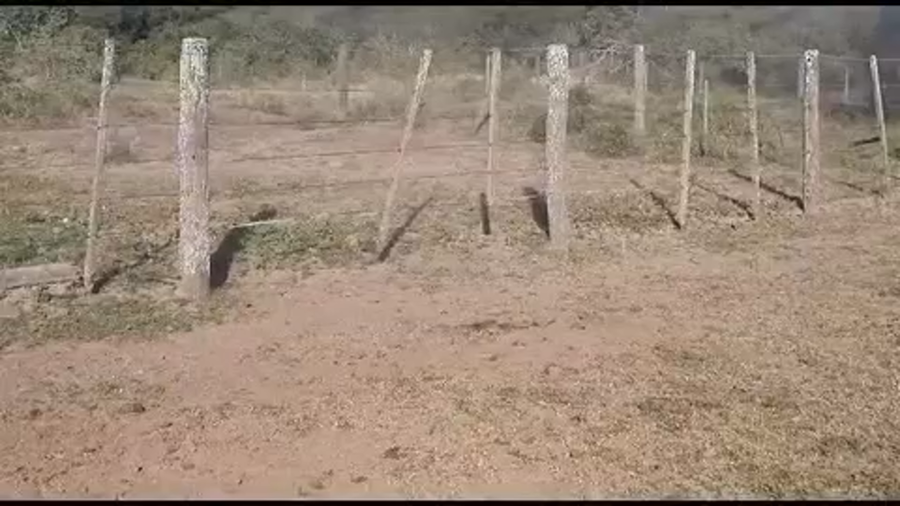 Lote 100 Novillos en Basail, Chaco