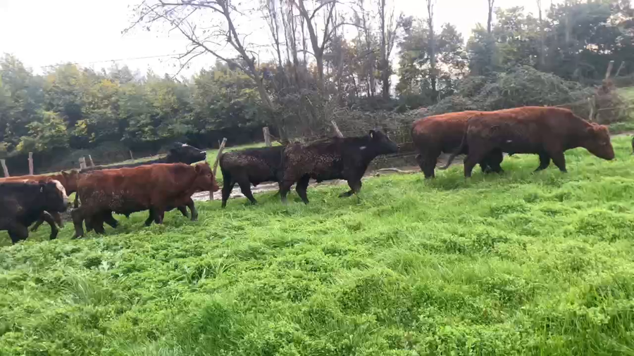 Lote 30 Novillo Engorda en Linares, VII  Región Maule