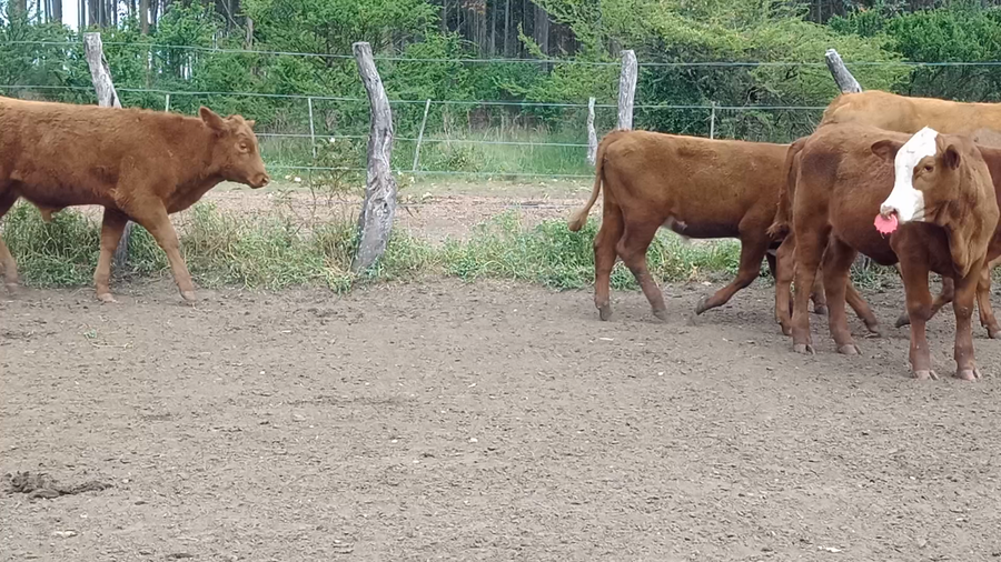Lote 90 Terneros/as en Corrientes, Mocoretá