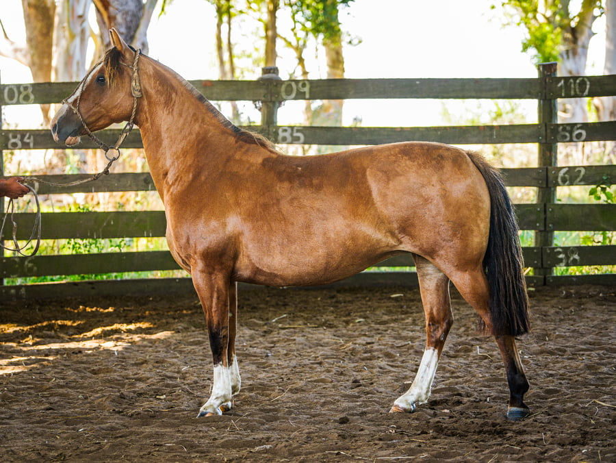 Lote SANTACRUCEÑA ABANDERADA