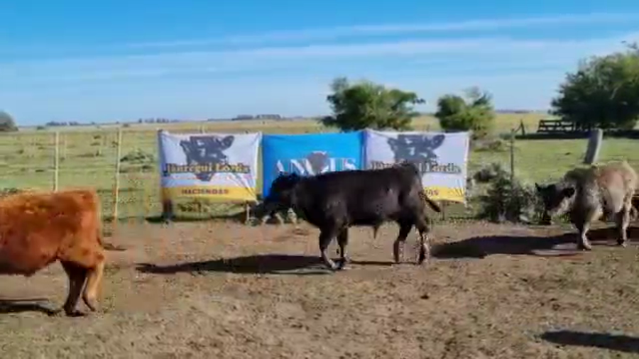 Lote 66 Terneros/as en Brandsen, Buenos Aires