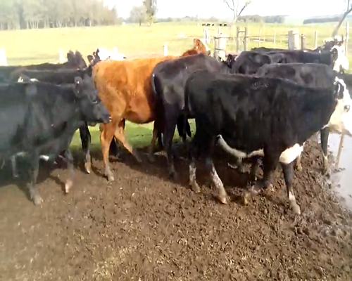 Lote 11 Vaquillonas en Colonia