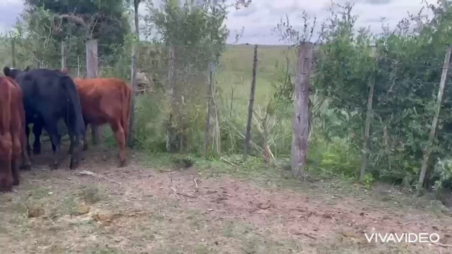 Lote 60 Terneras