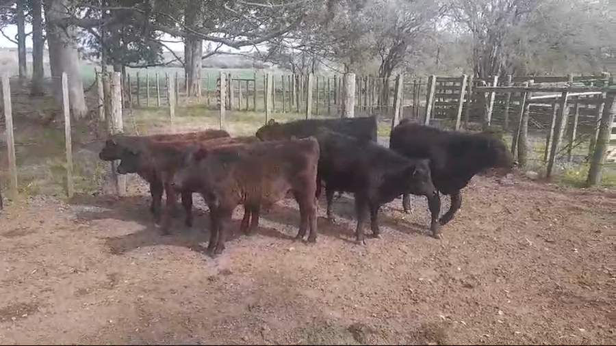 Lote (Vendido)7 Terneros ANGUS a remate en #49 Pantalla Carmelo 165kg -  en OMBUES DE LAVALLE