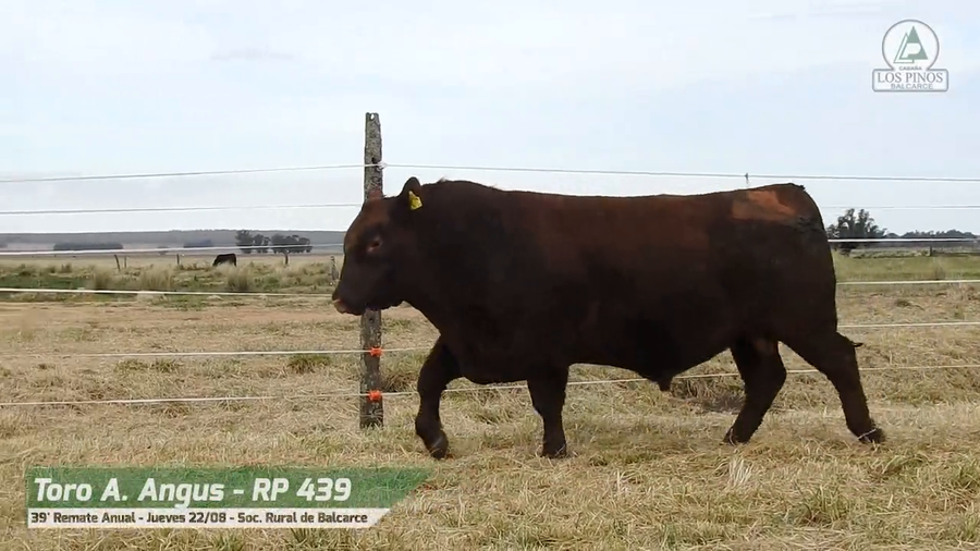 Lote TORO ANGUS