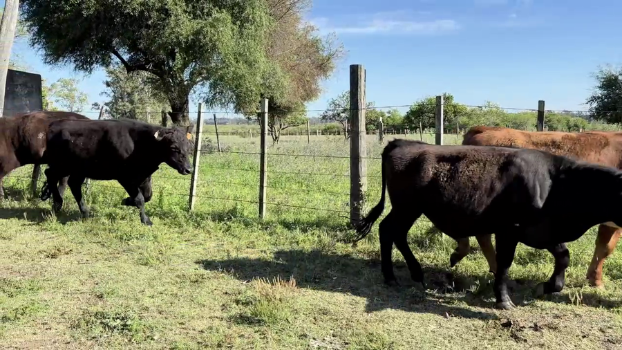 Lote NOVILLOS 1-2 AÑOS