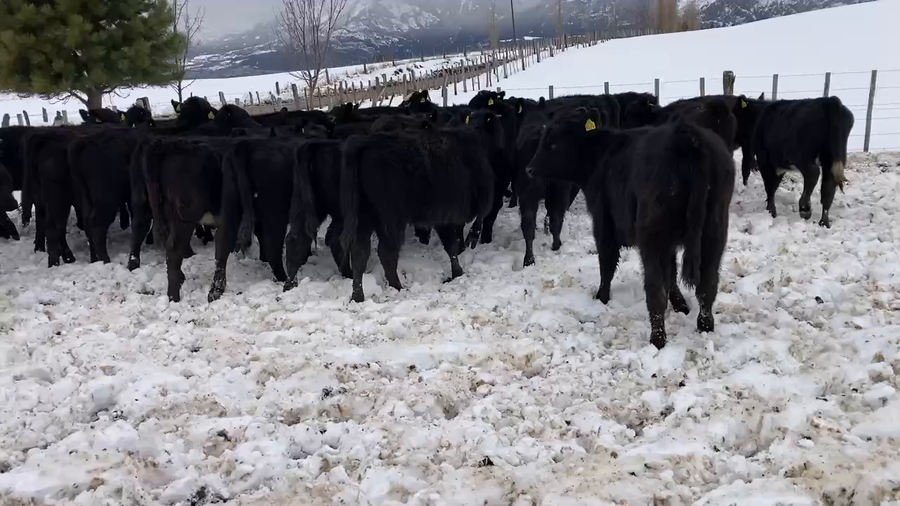 Lote 53 Ternera en Coyhaique, XI Región Aysén