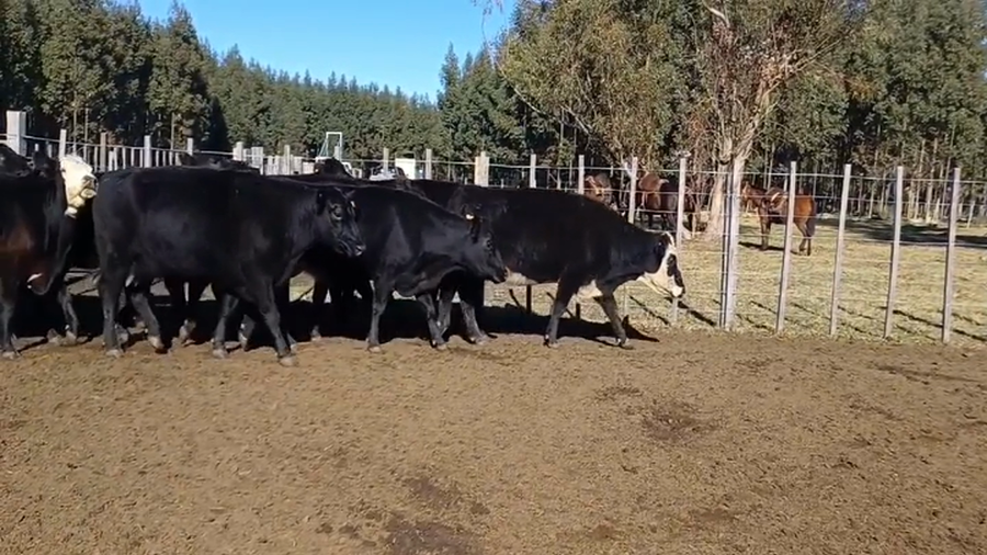 Lote (Vendido)52 Vacas de Invernada ANGUS a remate en #47 Pantalla Carmelo 400kg -  en PALMITAS