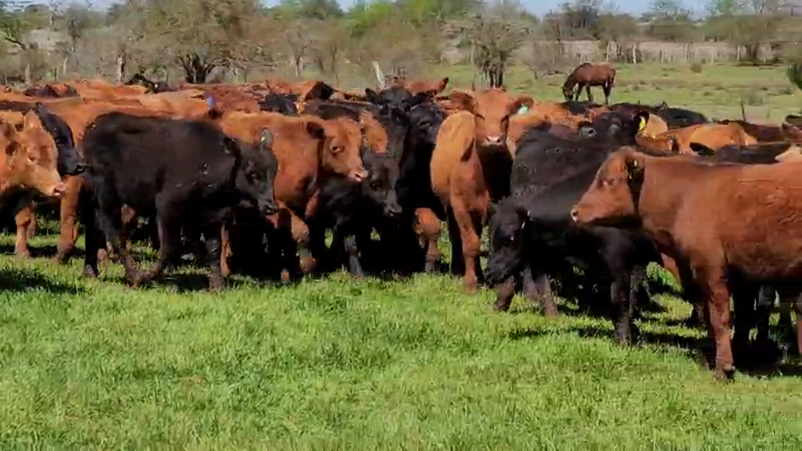 Lote 100 Terneros en Villaguay, Entre Ríos