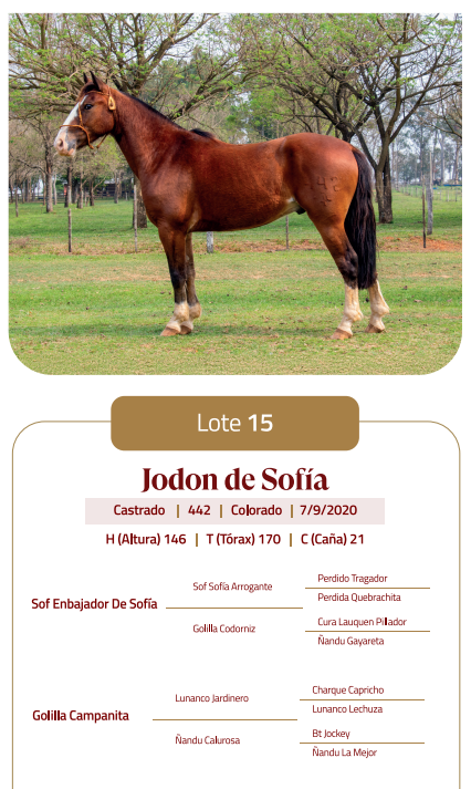 Lote LOTE 15