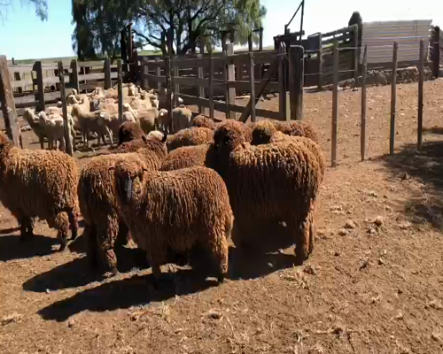 Lote 10 Borregos en Artigas