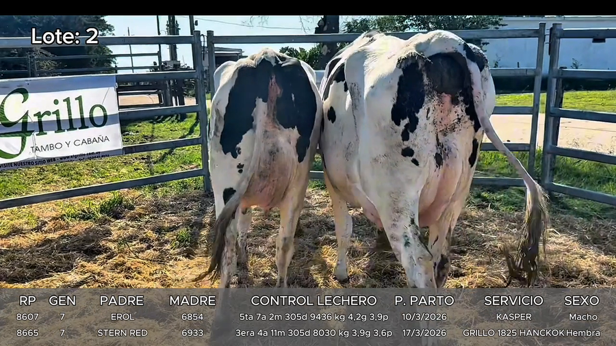 Lote Vacas