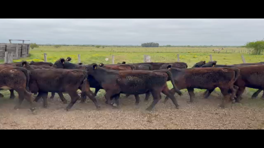 Lote 64 Terneras en Rincón de Conde, Canelones