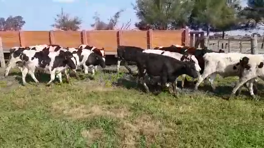 Lote (Vendido)15 Novillos HOLANDO a remate en PANTALLA FEDERICO GARLAND 200kg -  en CUFRE