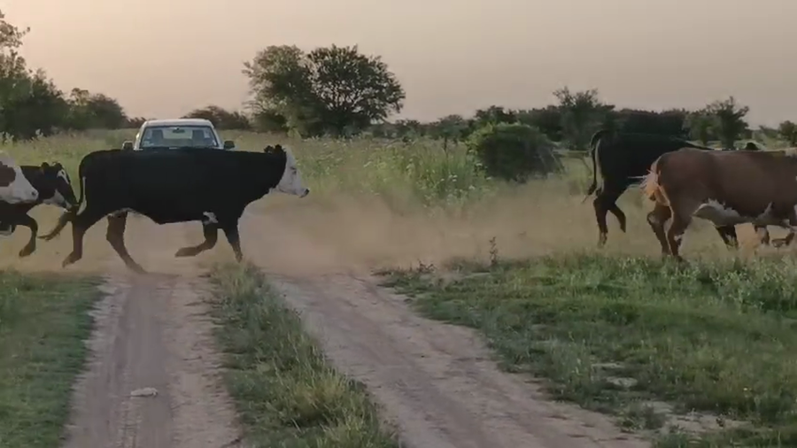 Lote 210 Vientres con Crías y Preñados