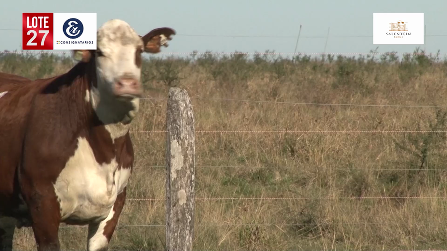 Lote Vaquillas Braford Planteleras Señal ´19-Preñadas IATF (17-12-2021) y Servicio Colectivo (27/12/21 al 05/02/22)