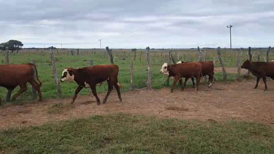 Lote 600 Terneros en Corrientes, Bella Vista