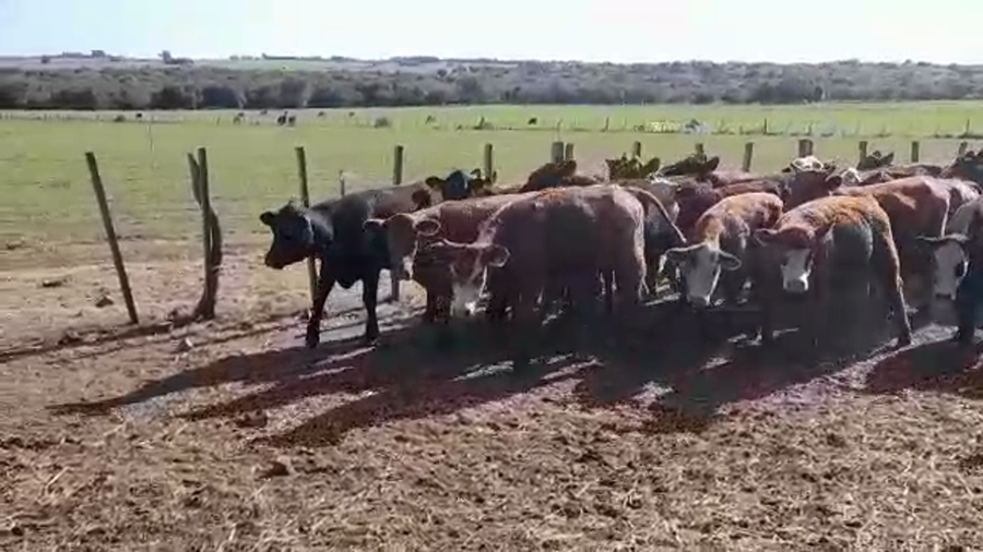 Lote (Vendido)34 Vaquillonas 1 a 2 años HEREFORD/ ANGUS a remate en PANTALLA FEDERICO GARLAND 305kg -  en JUAN GONZALEZ