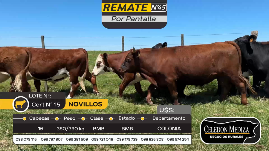 Lote 16 Novillos en Otra Localidad, Colonia