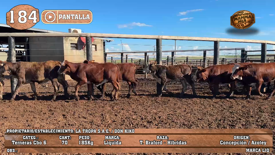 Lote LOTE 184 - PANTALLA