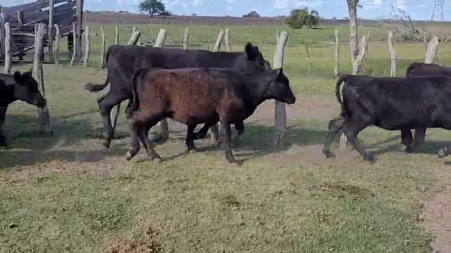 Lote 50 Terneros/as en Villaguay, Entre Ríos