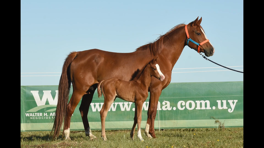 Lote BRAGANCA ENDURANCE