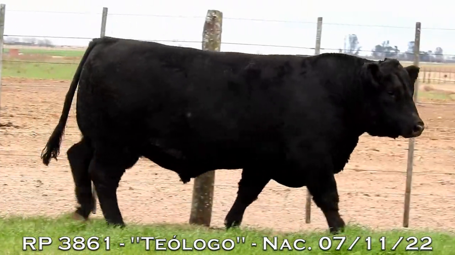 Lote TOROS PUROS DE PEDIGREE